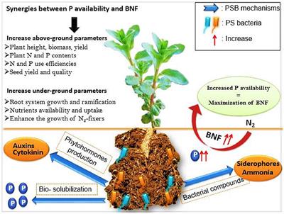 Will Phosphate Bio-Solubilization Stimulate Biological Nitrogen Fixation in Grain Legumes?